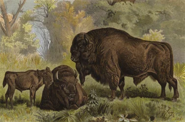 Wisent